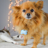 Entry image for Ophelia