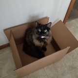 Entry image for Adya