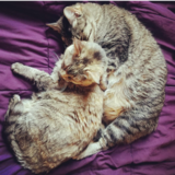 Entry image for Kira & Dex