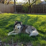 Entry image for Freya