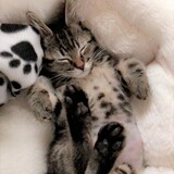 Entry image for Rexy