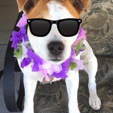 Entry image for Duke