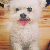 Entry image for Bruce