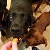 Entry image for Luna, Maizy, and Ernie