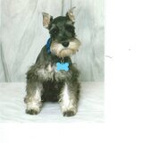 Entry image for Harley