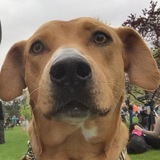 Entry image for Daisy