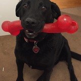 Entry image for Hoyt