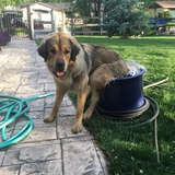 Entry image for Hazel