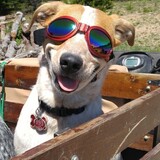 Entry image for Molly