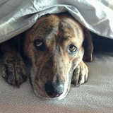 Entry image for Islay