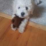 Entry image for Sofie