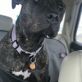 Entry image for Bella