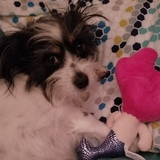 Entry image for Dylan, or Silly Dilly