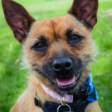 Entry image for Stella