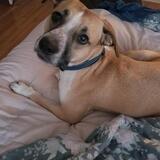 Entry image for Milo