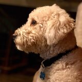 Entry image for Viscount Chewbacca Von Goofenstein