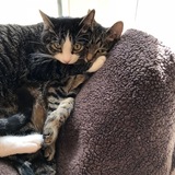 Entry image for Roscoe and Lily