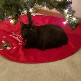 Entry image for Olive