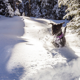 Entry image for Roxy