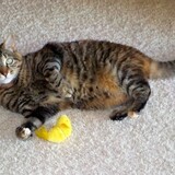 Entry image for Cuddles