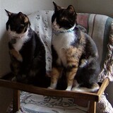 Entry image for Allie and Callie Calico Sisters