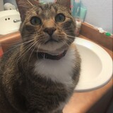 Entry image for Simba