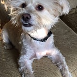 Entry image for Ramsay