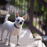 Entry image for Walter