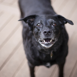 Entry image for April