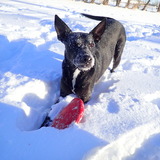 Entry image for Aires