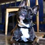 Entry image for Francis