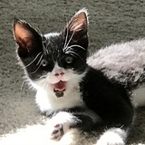 Entry image for Tallie