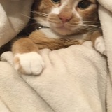 Entry image for Cosmo