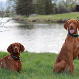 Entry image for Ginger & Charlotte