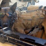 Entry image for Flex