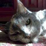 Entry image for Dexi