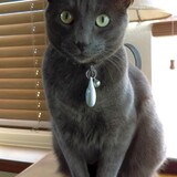 Entry image for Bernie