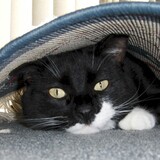 Entry image for Pouncy