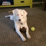 Entry image for Lily