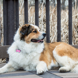 Entry image for Cali