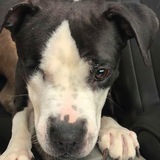 Entry image for Juliet