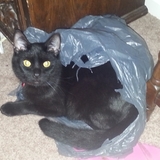 Entry image for Smaug