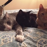 Entry image for Paulie, Harry, Simba