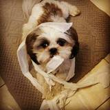 Entry image for JoJo 