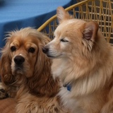 Entry image for Bentley & Frankie