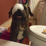 Entry image for Romeo