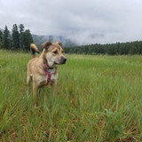 Entry image for Shiva