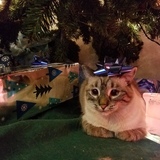 Entry image for Freyja