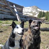 Entry image for Mollie and Cooper