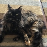 Entry image for Tara